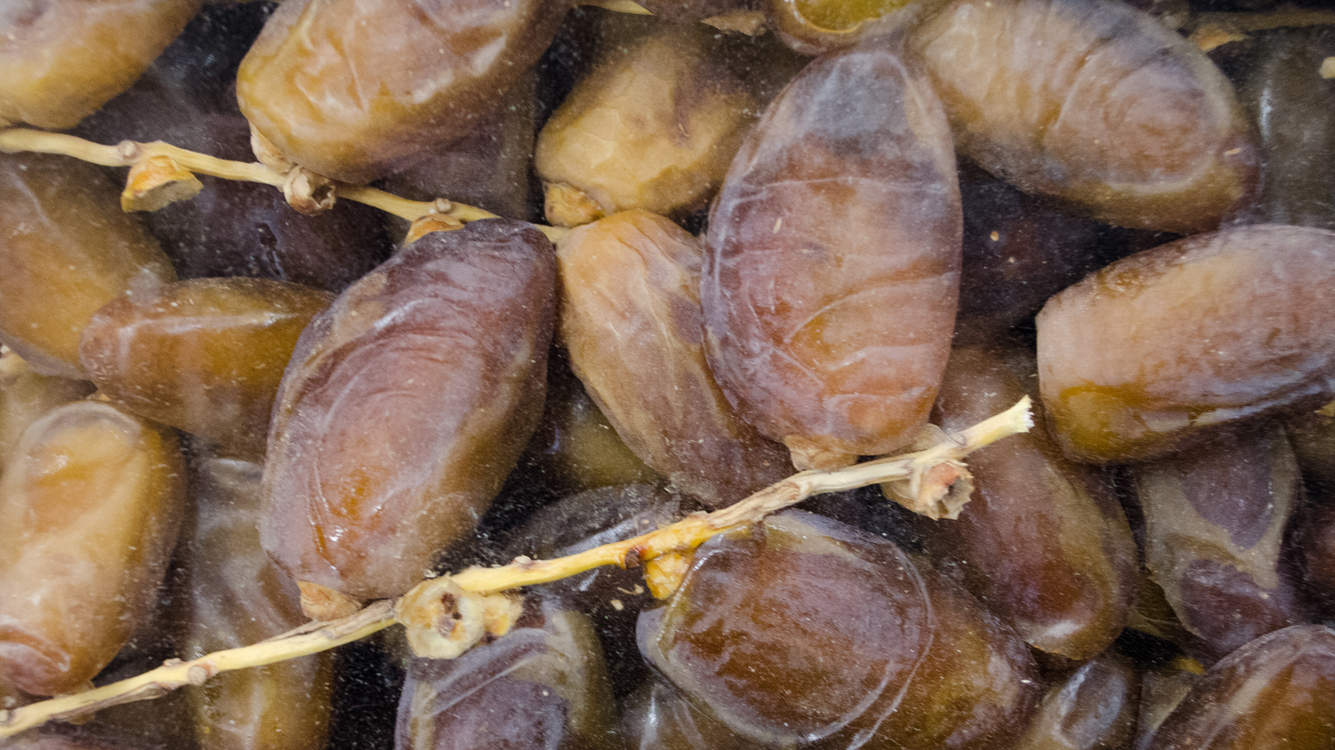 Datteln-Bio-25a633fa0a260e Bio Datteln Medjoul am Zweig