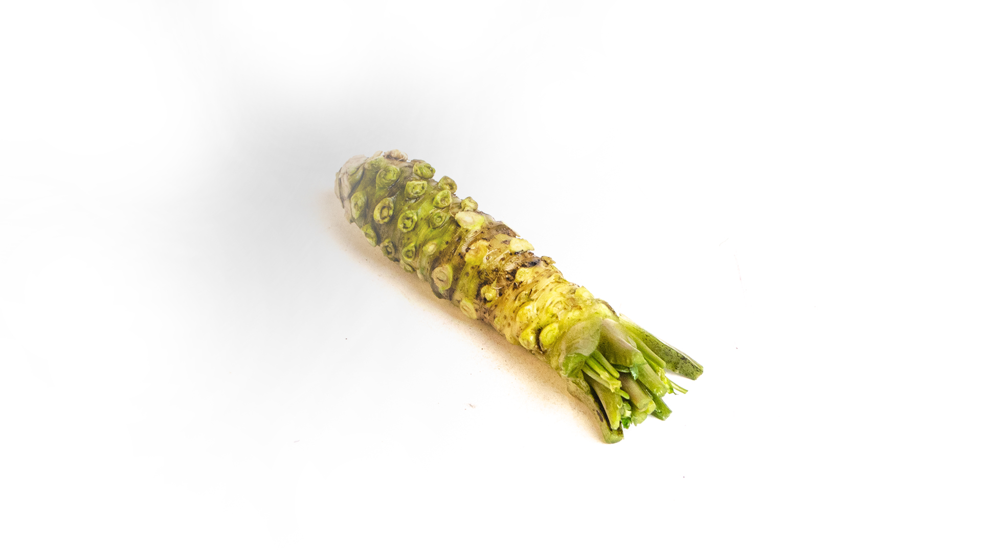 wasabi-frisch Echter Wasabi Wassermeerrettich grüner