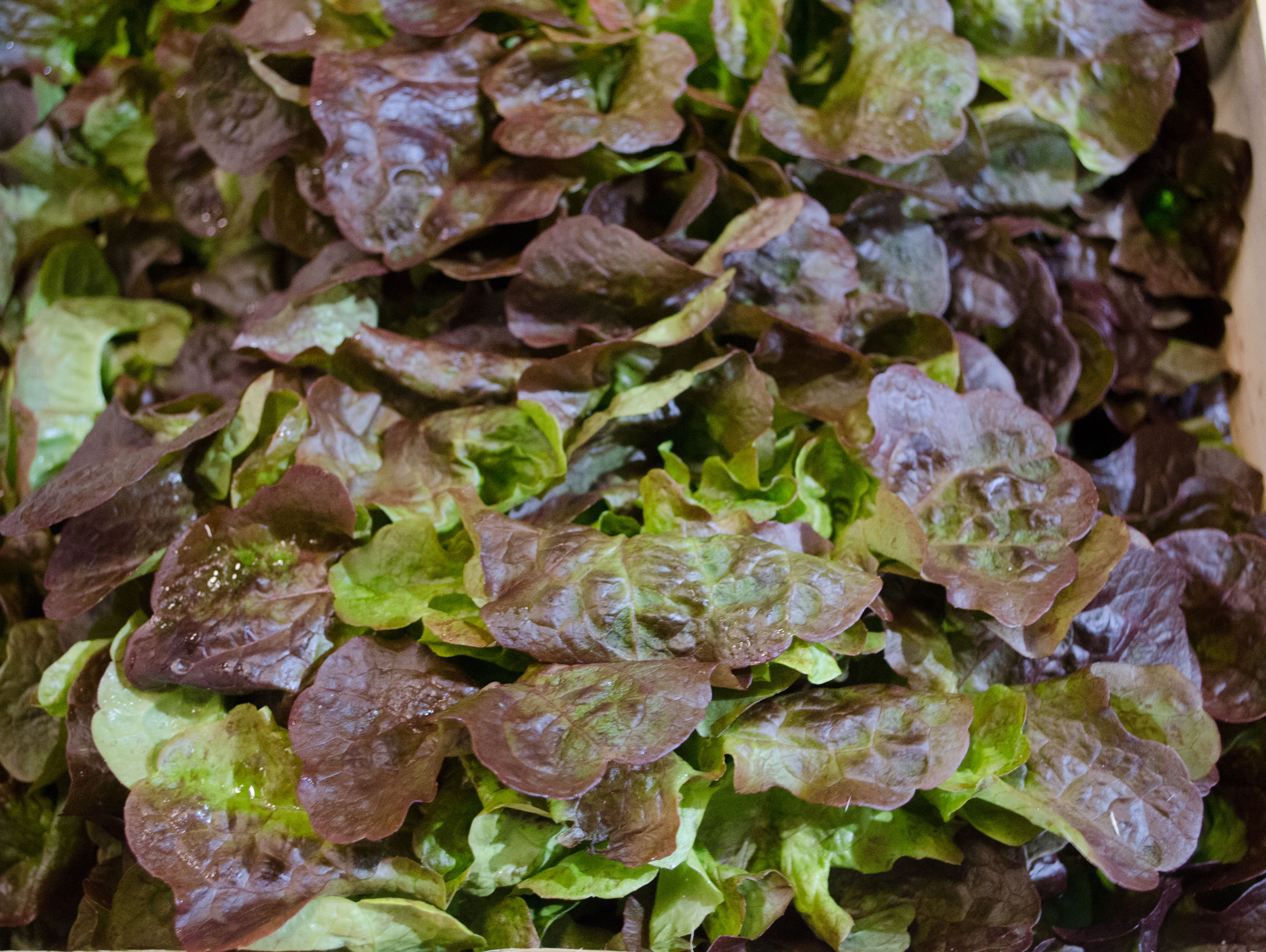 Bio Eichenblatt Salat rot Kiste