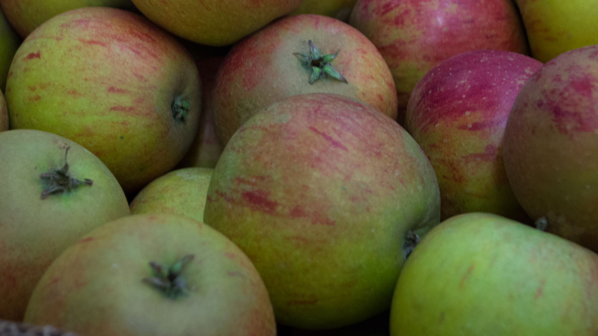 bio-apfel-cox-orange Bio Apfel Holsteiner Cox Kiste Bioland 10kg