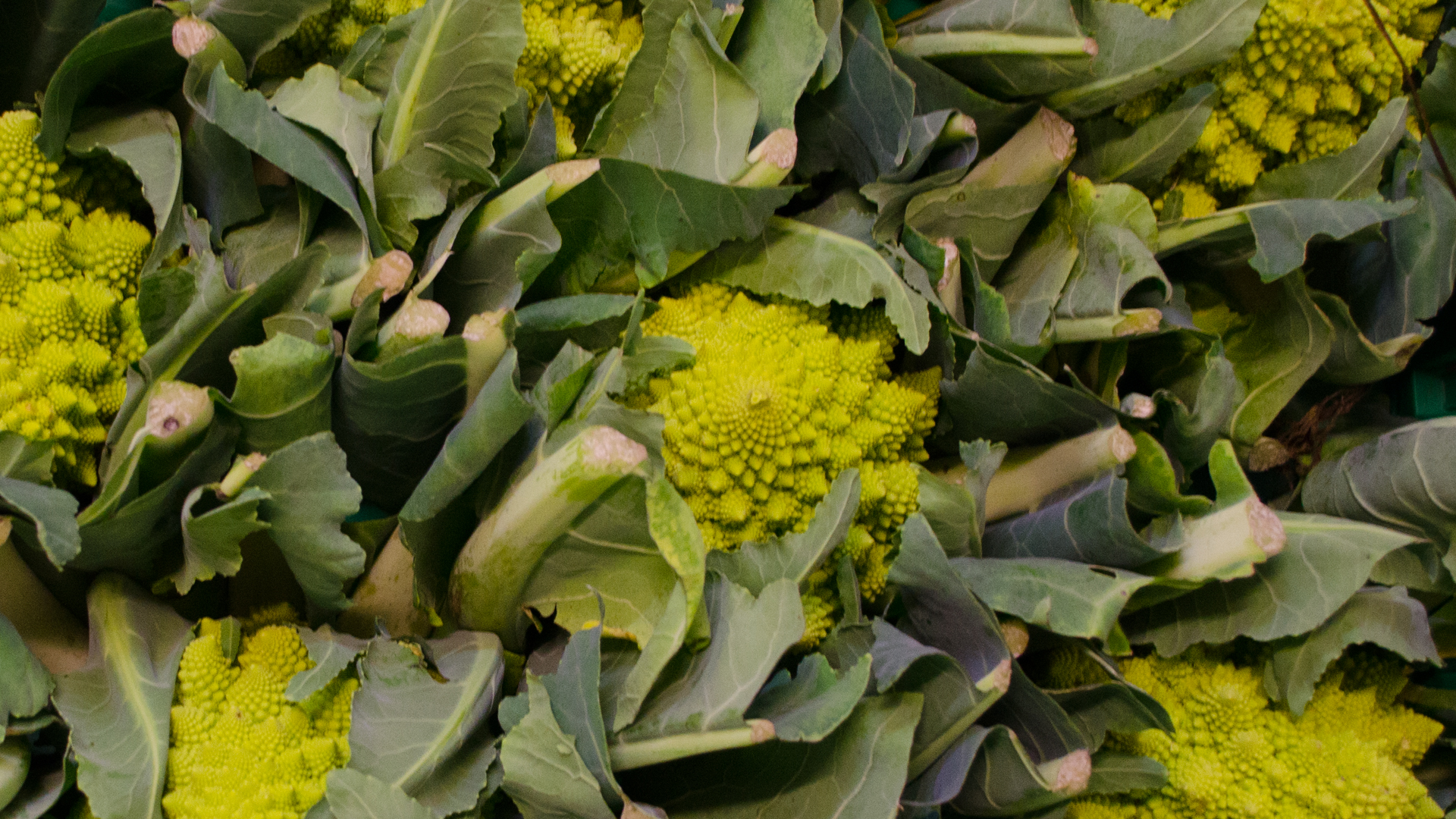 bio-romanesco-deutschland-kiste Bio Romanesco-Kiste