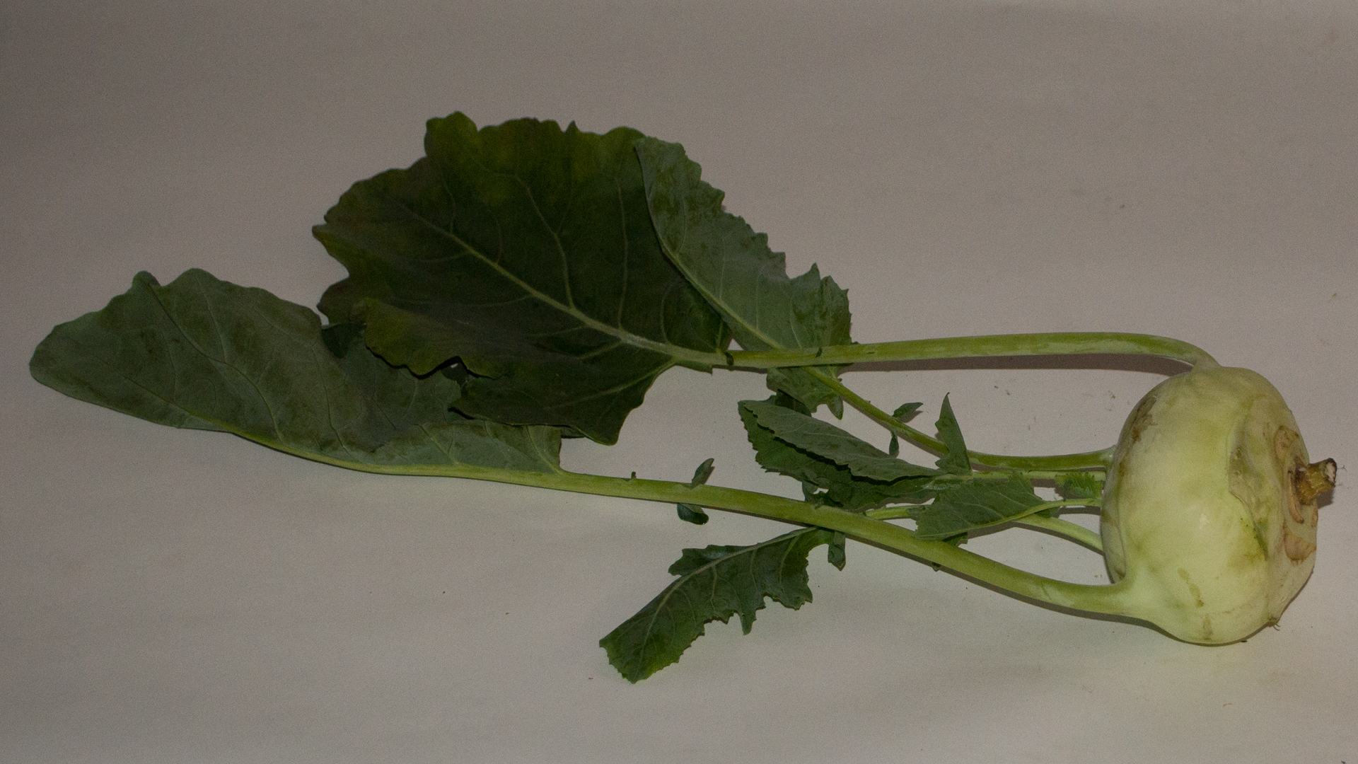 kohlrabi-stueck-deutschland Kohlrabi Kiste