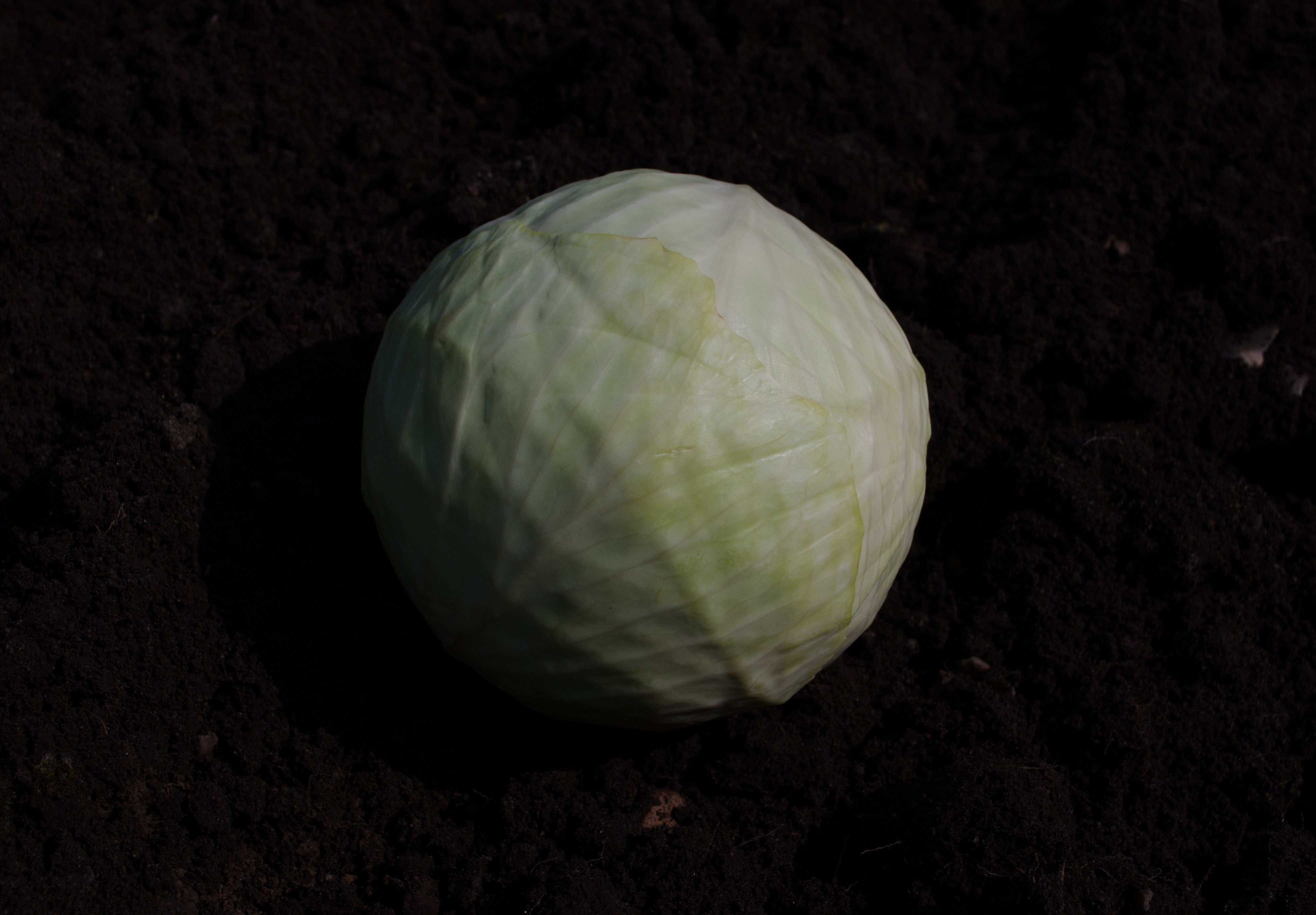weisskohl Weißkohl-Sack