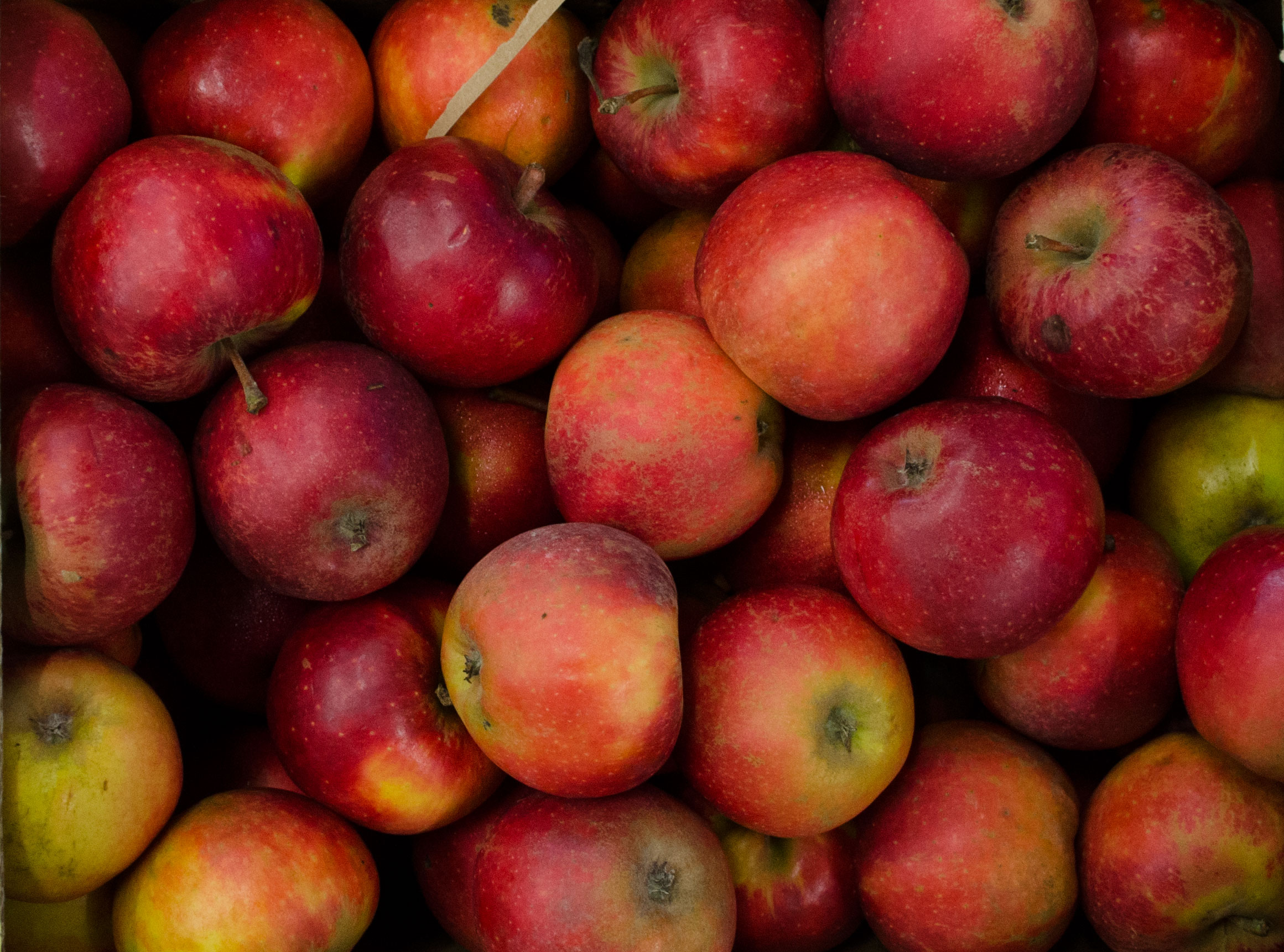 Bio-Apfel-Elstar Bio Apfel Elstar Bioland 10 kg