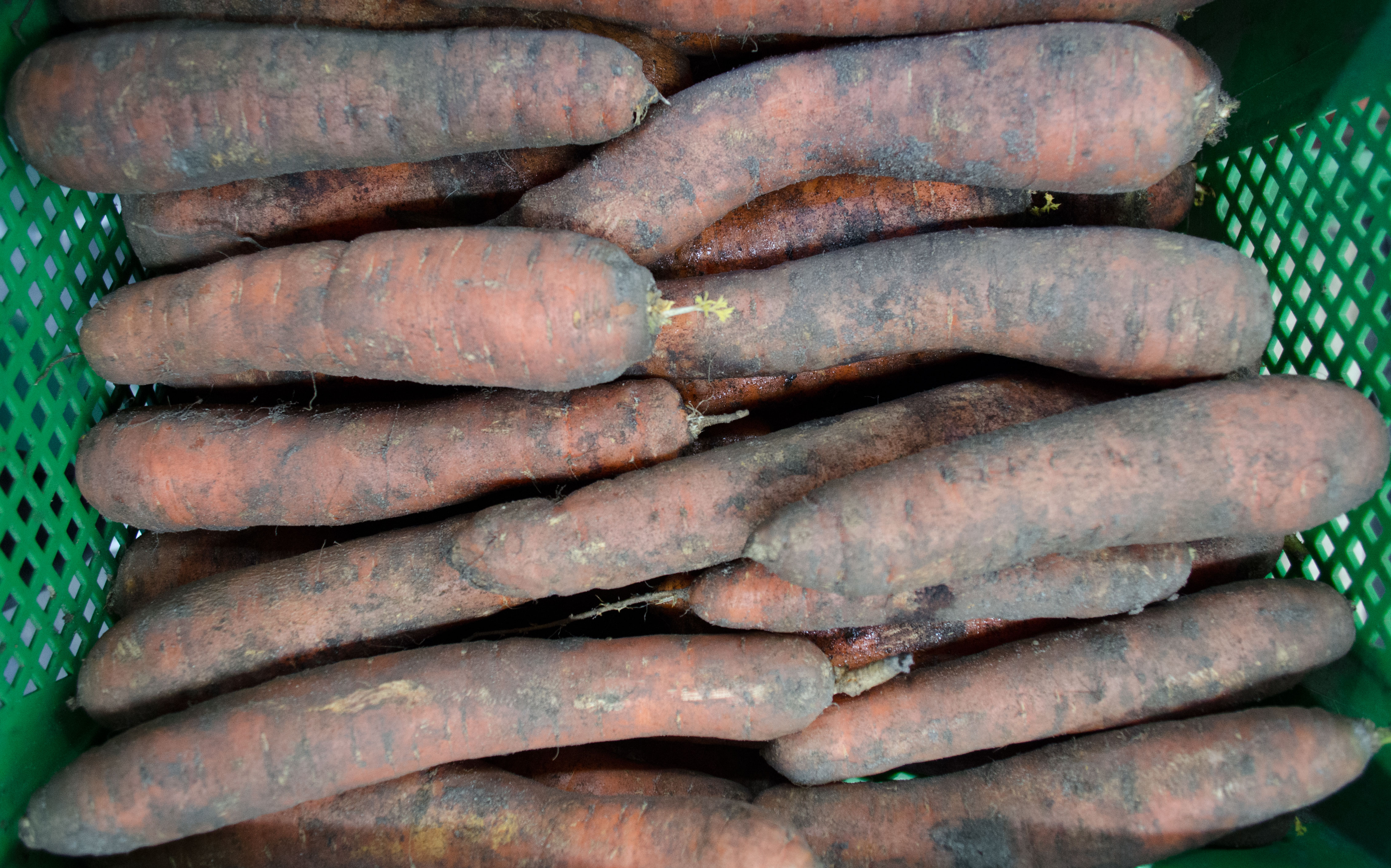 Bio-Moorm-hren Bio Möhren Moormöhren 10kg Kiste