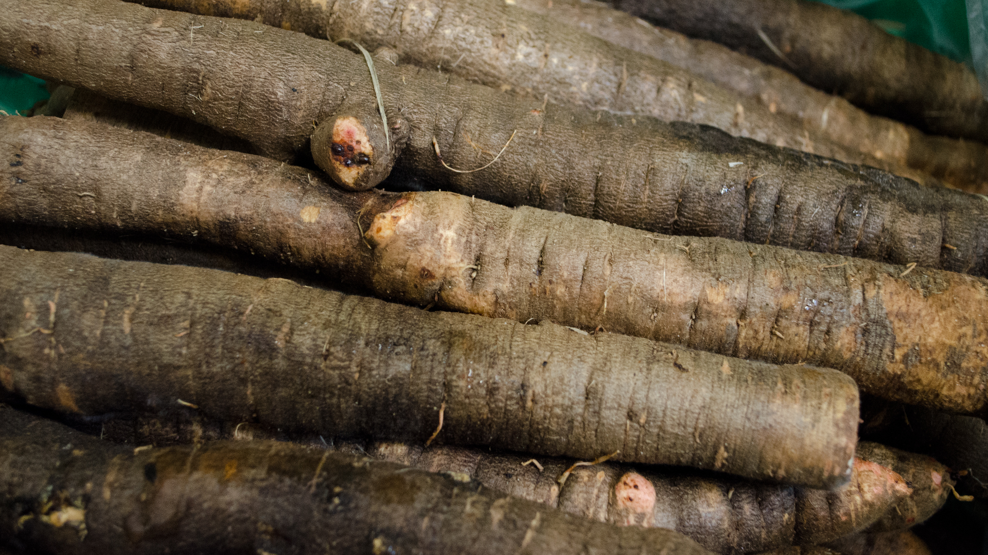 Schwarzwurzeln-Bio Bio Schwarzwurzel